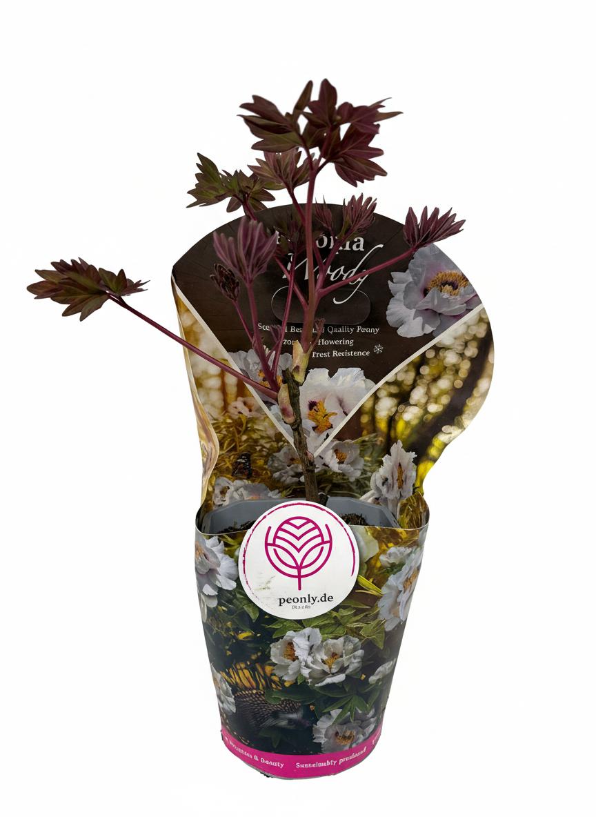 Paeonia Tree Woods