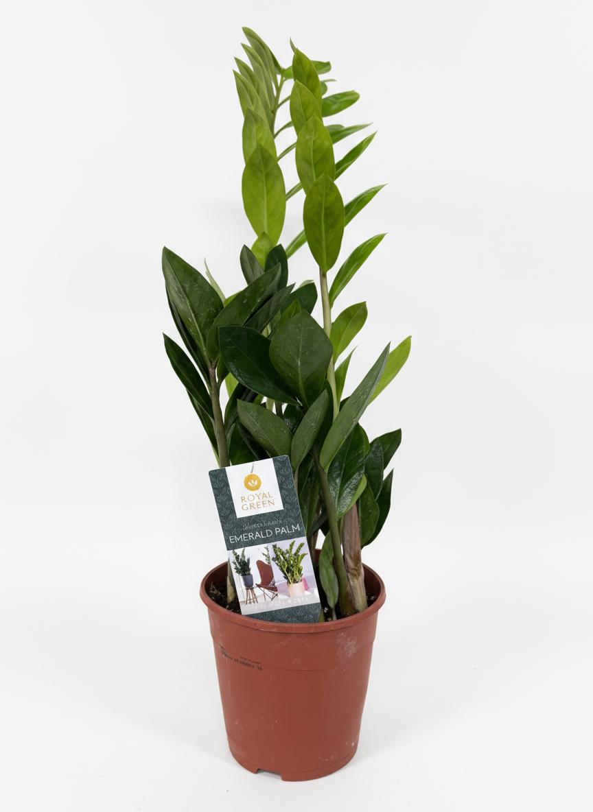 Zamia