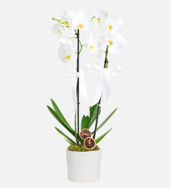 Çift Dal İthal Beyaz Orkide