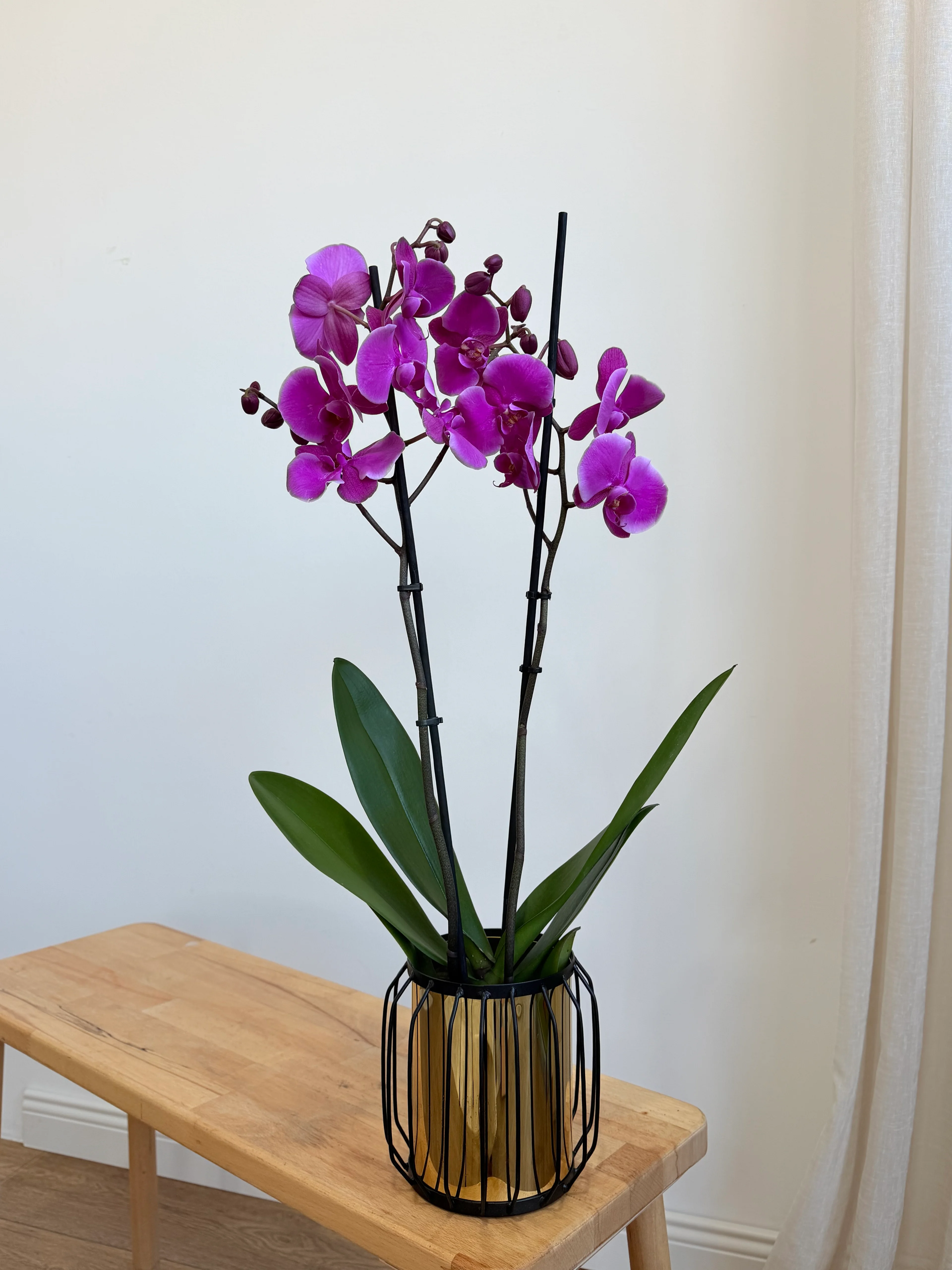 Mor Çift Dal İthal Orkide