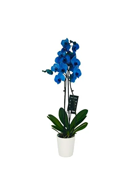 Mavi Çift Dal İthal Orkide
