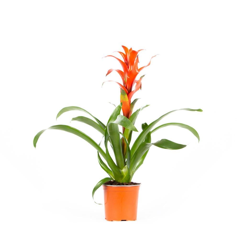 Guzmania İthal