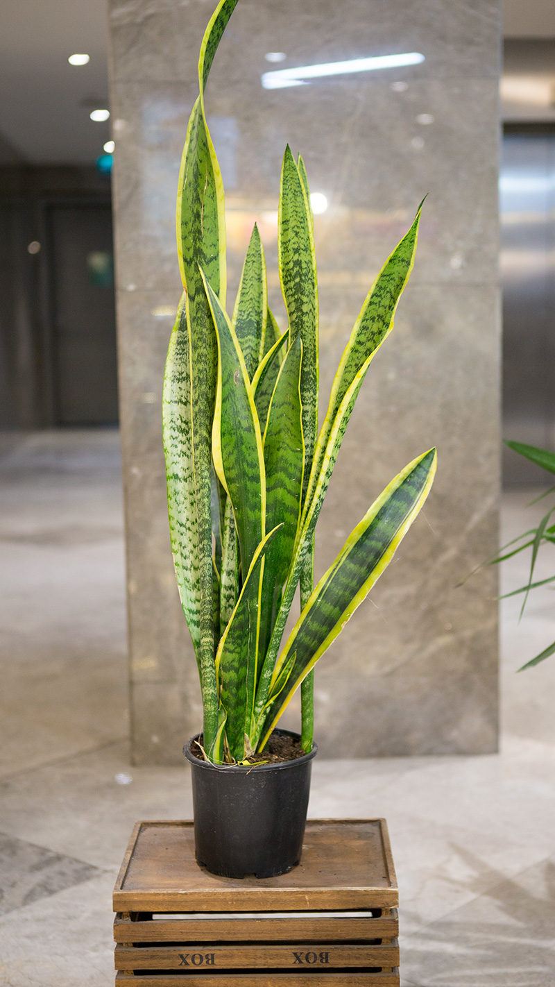 Paşa Kılıcı 80 cm