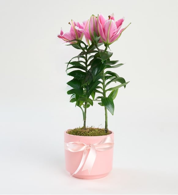 İthal Saksılı Lilyum Mor