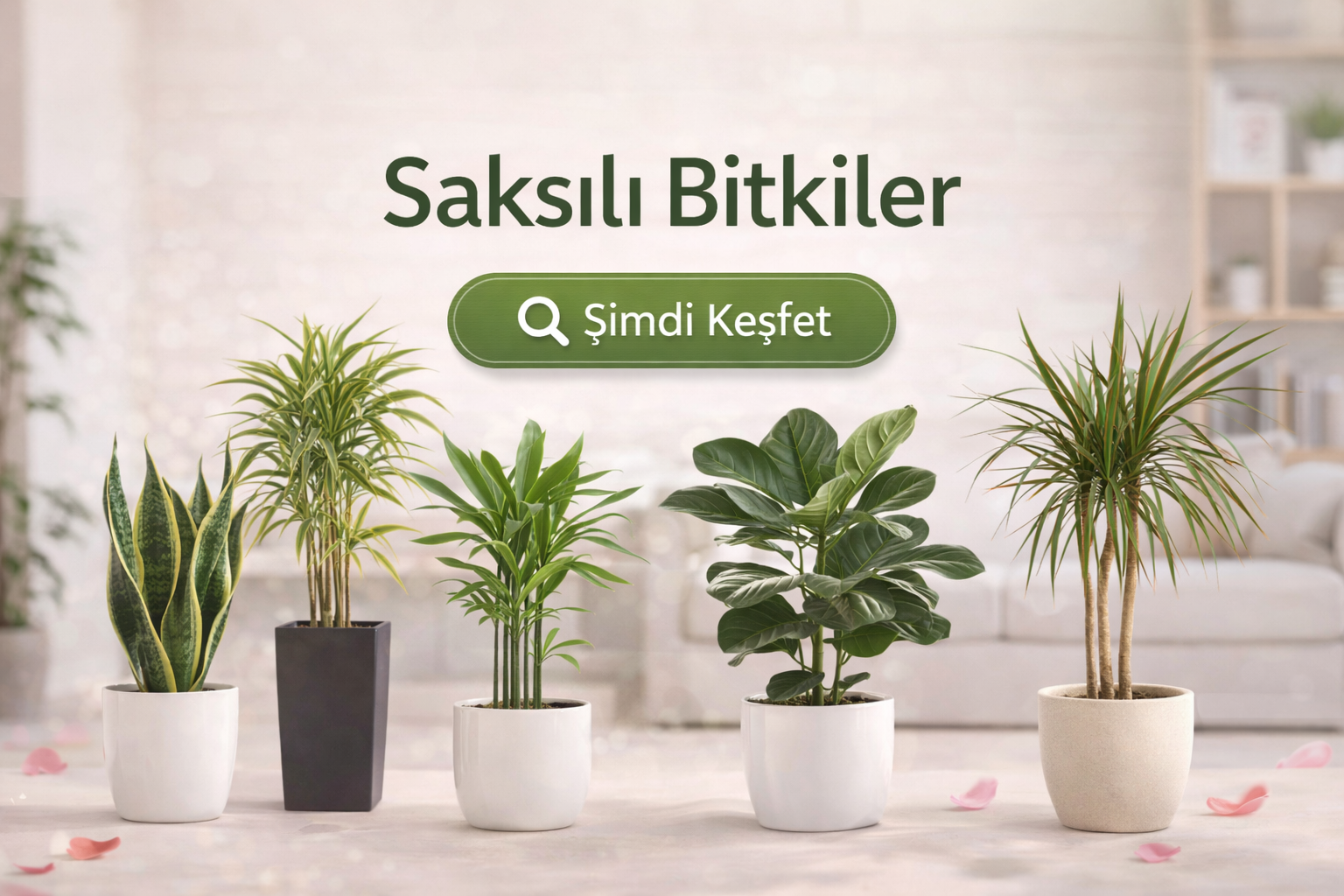 Saksılı Bitkiler