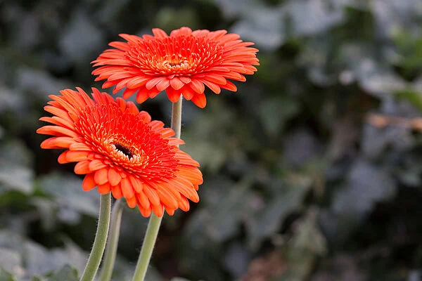 Gerbera